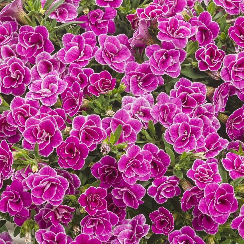 Calibrachoa hybrida Superbells Sweet Love (Floración)