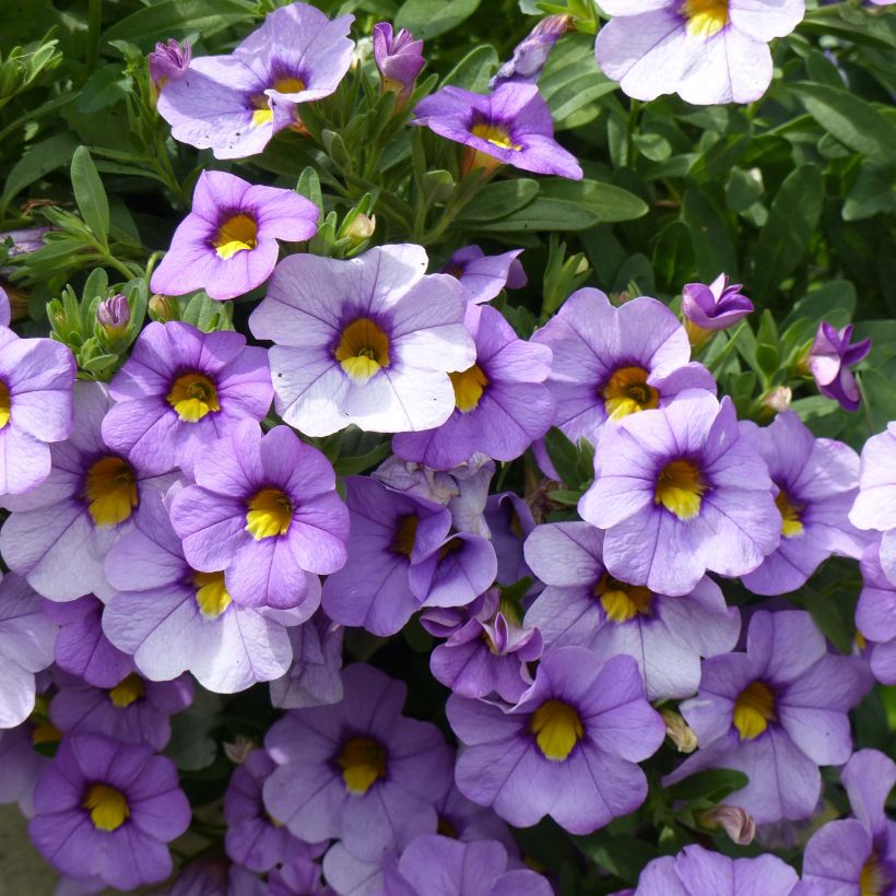 Calibrachoa hybrida Superbells Unique Lavender (Floración)