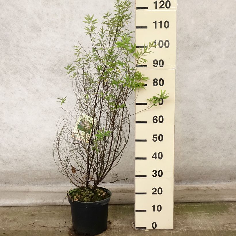 Ejemplar de Calliandra surinamensis Dixie Pink Maceta 7,5L/10L entregado en otoño