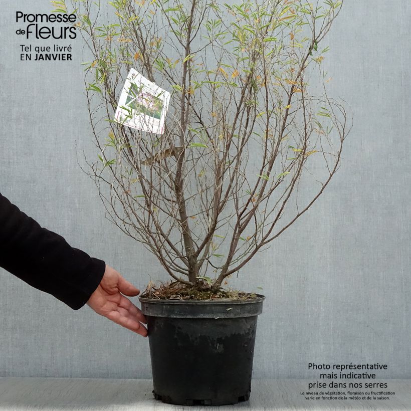 Calliandra surinamensis Dixie Pink Maceta 7,5L/10L Ejemplar entregado en invierno