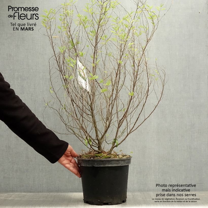 Calliandra surinamensis Dixie Pink Maceta 7,5L/10L Ejemplar entregado en la primavera