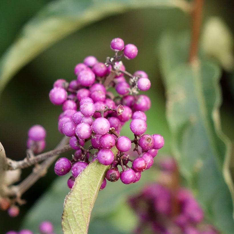 Callicarpa bodinieri Imperial Pearl (Floración)