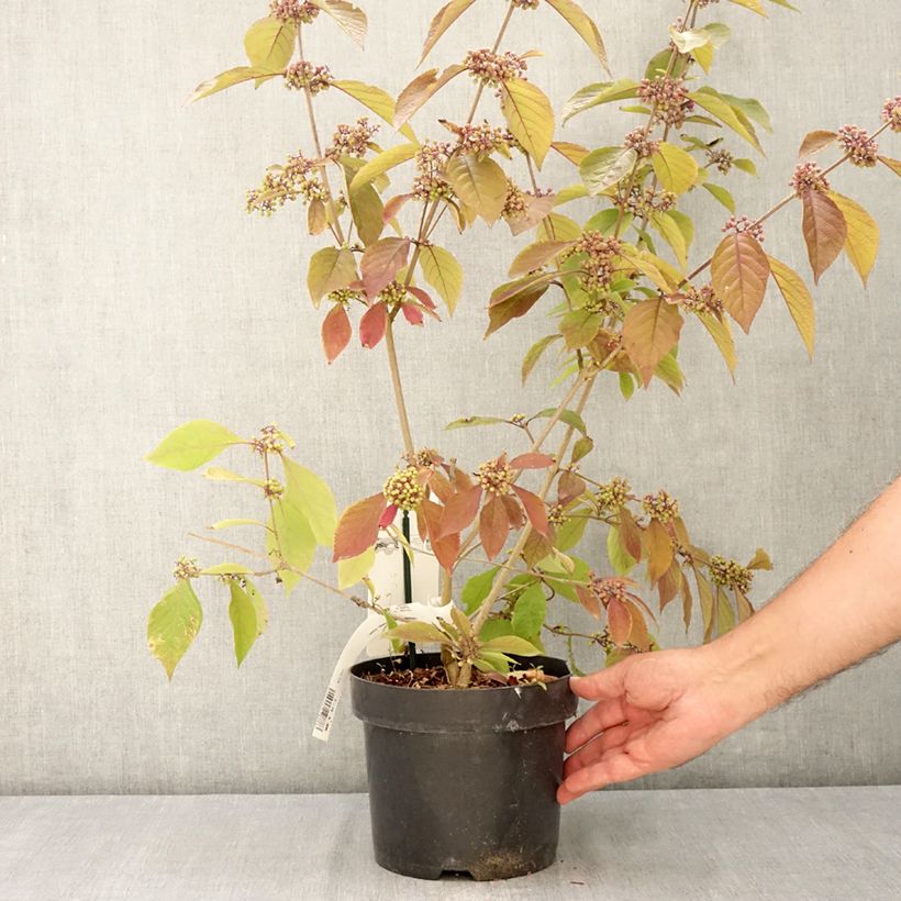 Ejemplar de Callicarpa bodinieri Imperial Pearl Maceta 3L/4L entregado en verano