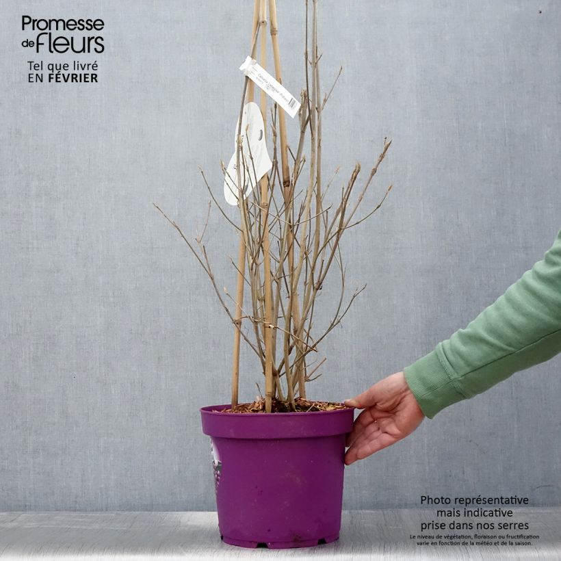 Callicarpa bodinieri Liebespaar Maceta 7,5L/10L Ejemplar entregado en invierno