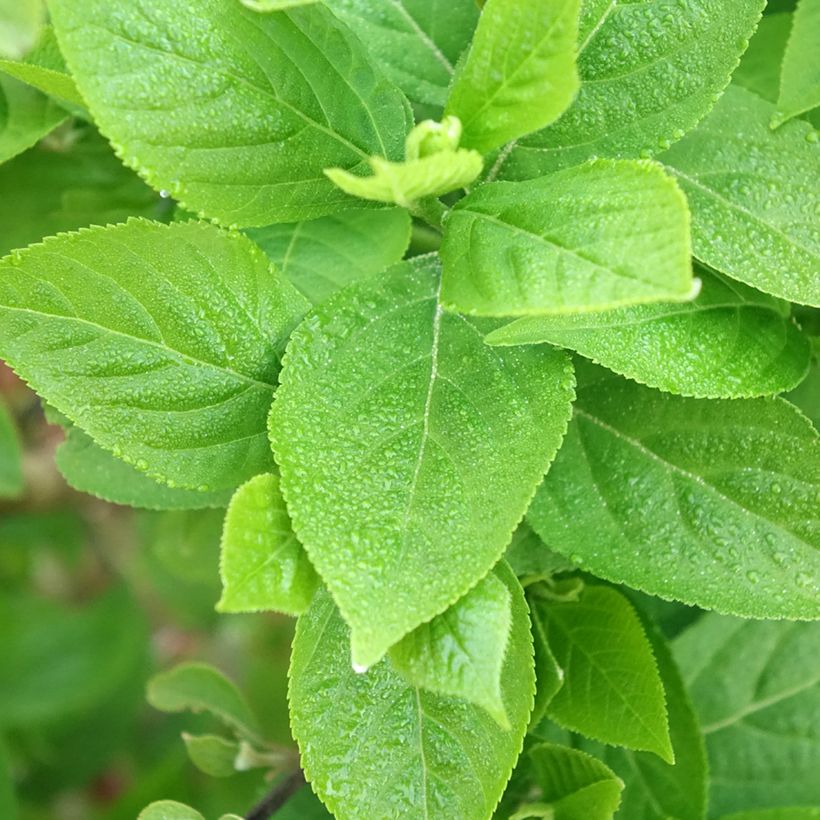 Callicarpa bodinieri Liebespaar (Follaje)