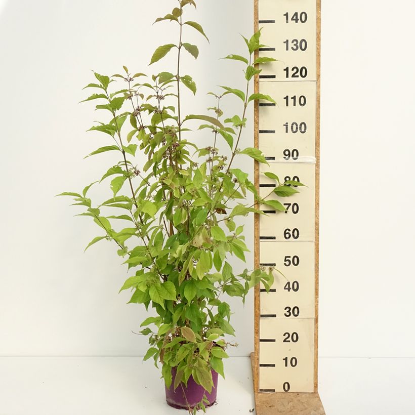 Ejemplar de Callicarpa bodinieri Liebespaar Maceta 7,5L/10L entregado en verano