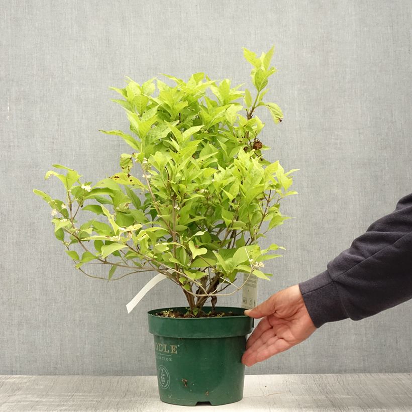 Ejemplar de Callicarpa bodinieri Magical Snowqueen Maceta 3L/4L entregado en verano