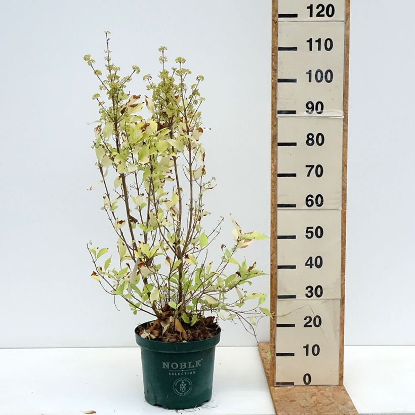 Ejemplar de Callicarpa bodinieri Magical Snowqueen Maceta 7,5L/10L entregado en otoño