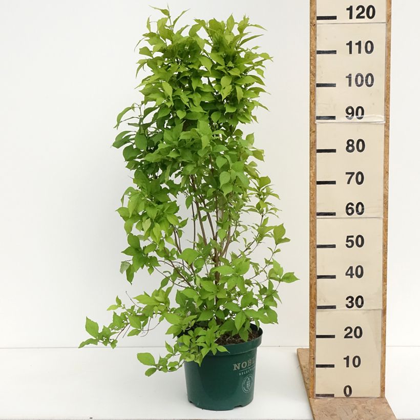 Callicarpa bodinieri Magical Snowqueen Maceta 7,5L/10L Ejemplar entregado en la primavera