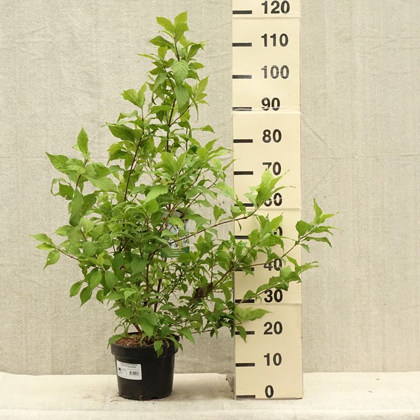 Ejemplar de Callicarpa bodinieri Magical Snowstar Maceta 3L/4L entregado en verano