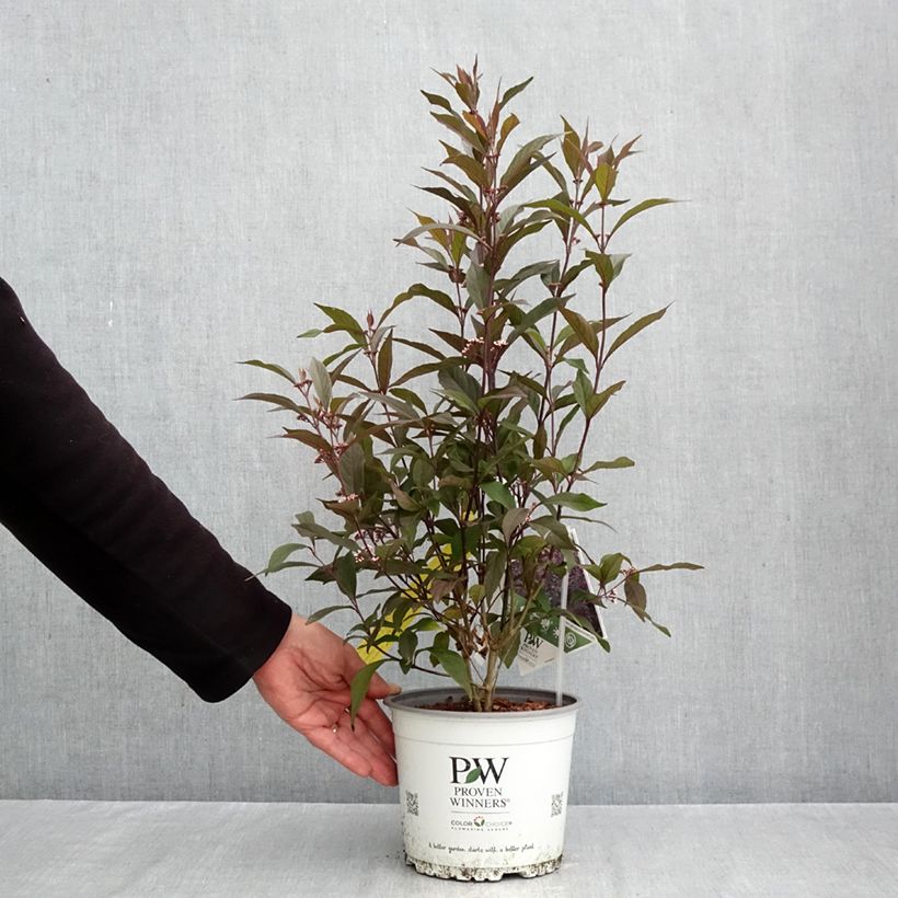 Ejemplar de Callicarpa bodinieri Pearl Glam Maceta 3L/4L entregado en otoño