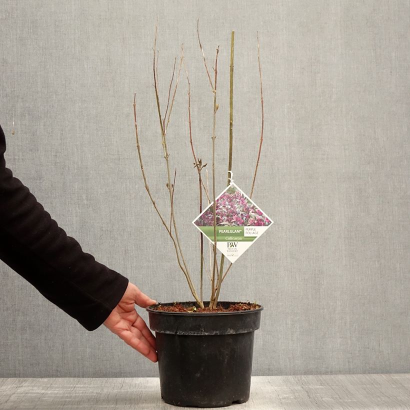 Callicarpa bodinieri Pearl Glam Maceta 3L/4L Ejemplar entregado en la primavera