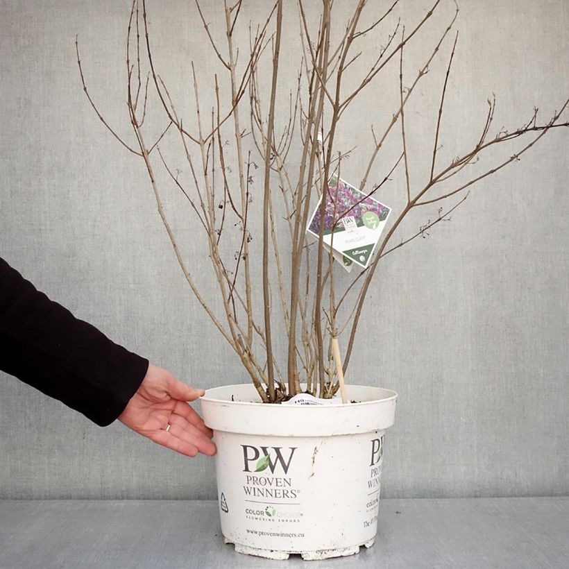 Callicarpa bodinieri Pearl Glam Maceta 7,5L/10L Ejemplar entregado en invierno