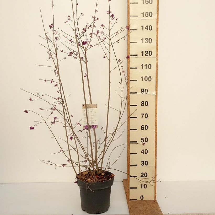 Ejemplar de Callicarpa bodinieri var. giraldii Profusion Maceta 12L/15L entregado en otoño