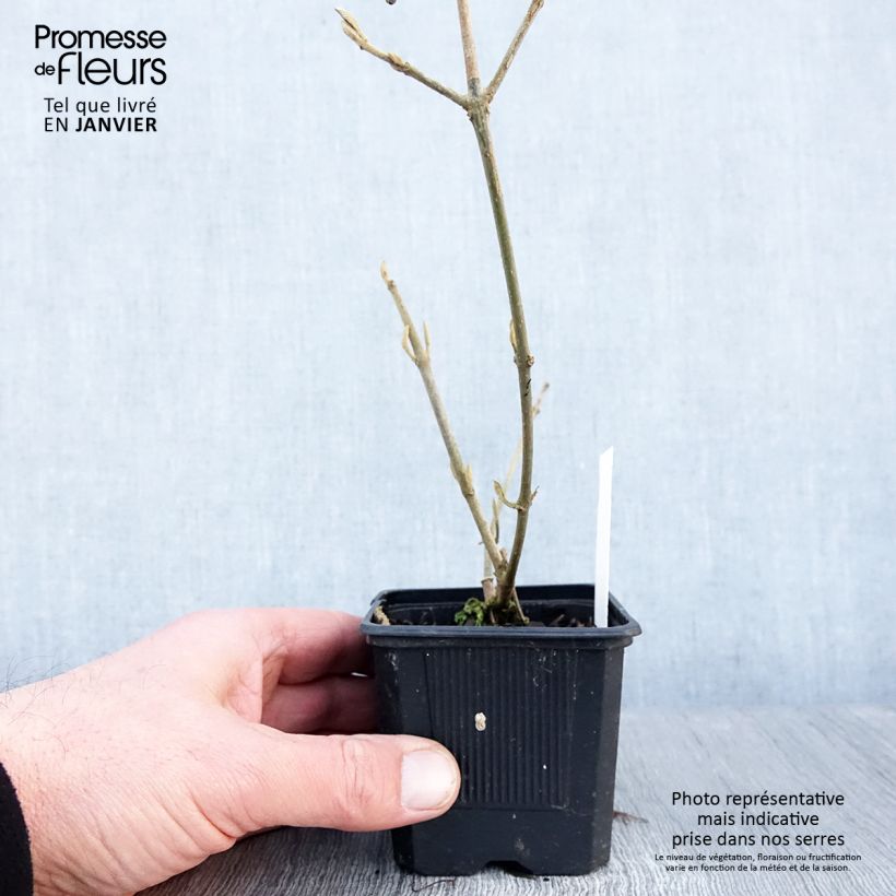 Callicarpa bodinieri var. giraldii Profusion Maceta de 8/9 cm Ejemplar entregado en invierno