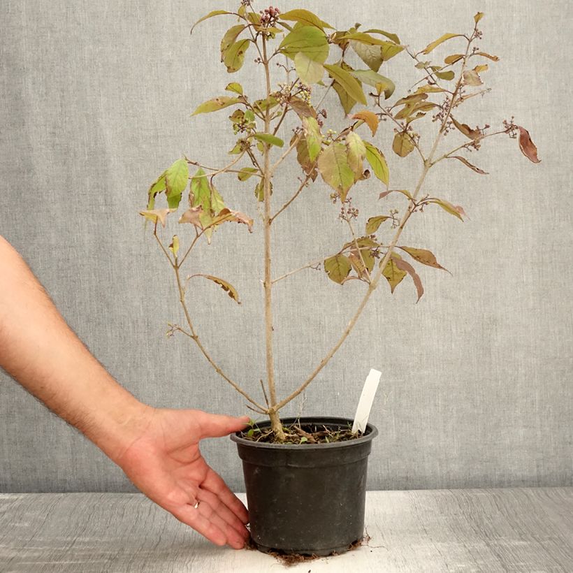 Ejemplar de Callicarpa bodinieri var. giraldii Profusion Maceta 2L/3L entregado en verano