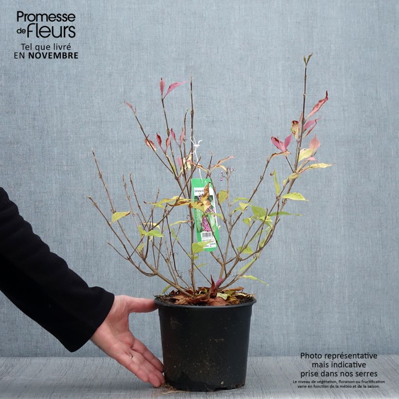 Ejemplar de Callicarpa dichotoma Cardinal Maceta 2L/3L entregado en otoño
