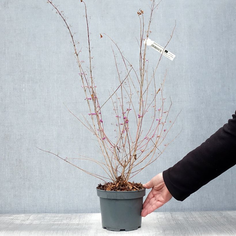 Ejemplar de Callicarpa dichotoma Issai Maceta 3L/4L entregado en otoño