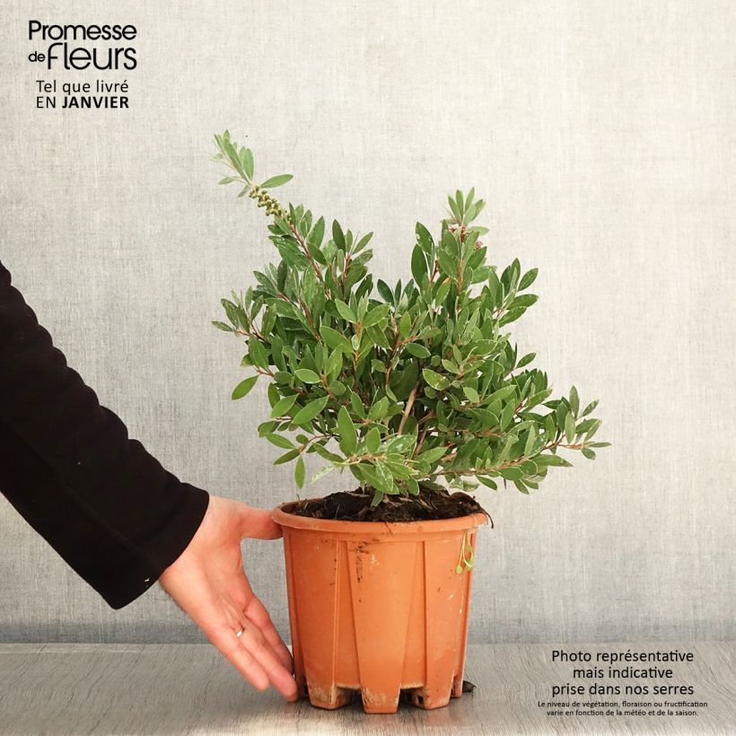 Escobillón rojo Mauve Mist - Callistemon citrinus Maceta 3L/4L Ejemplar entregado en invierno