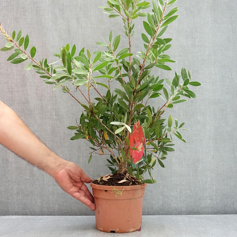 Ejemplar de Escobillón rojo Splendens - Callistemon citrinus Maceta 2L/3L entregado en verano