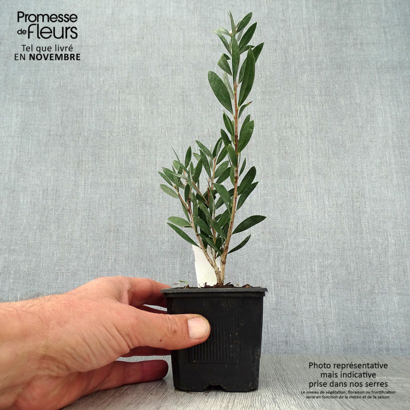 Ejemplar de Limpiatubos llorón Inferno - Callistemon viminalis Maceta de 8/9 cm entregado en otoño