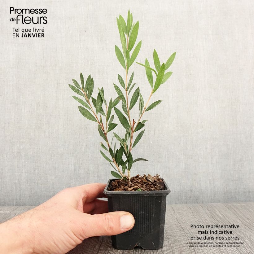 Limpiatubos llorón Inferno - Callistemon viminalis Maceta de 8/9 cm Ejemplar entregado en invierno