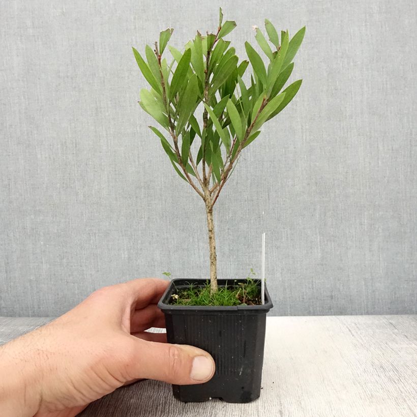 Limpiatubos llorón Inferno - Callistemon viminalis Maceta de 8/9 cm Ejemplar entregado en la primavera