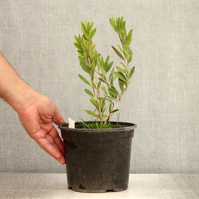 Ejemplar de Limpiatubos llorón Inferno - Callistemon viminalis Maceta 3L/4L entregado en verano