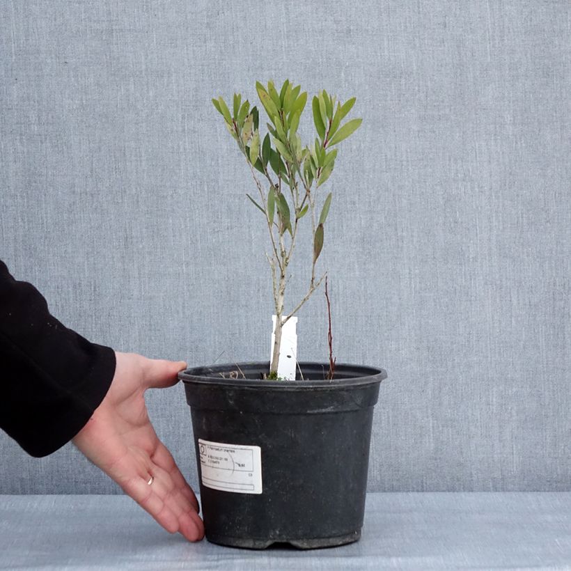 Limpiatubos llorón Inferno - Callistemon viminalis Maceta 3L/4L Ejemplar entregado en invierno