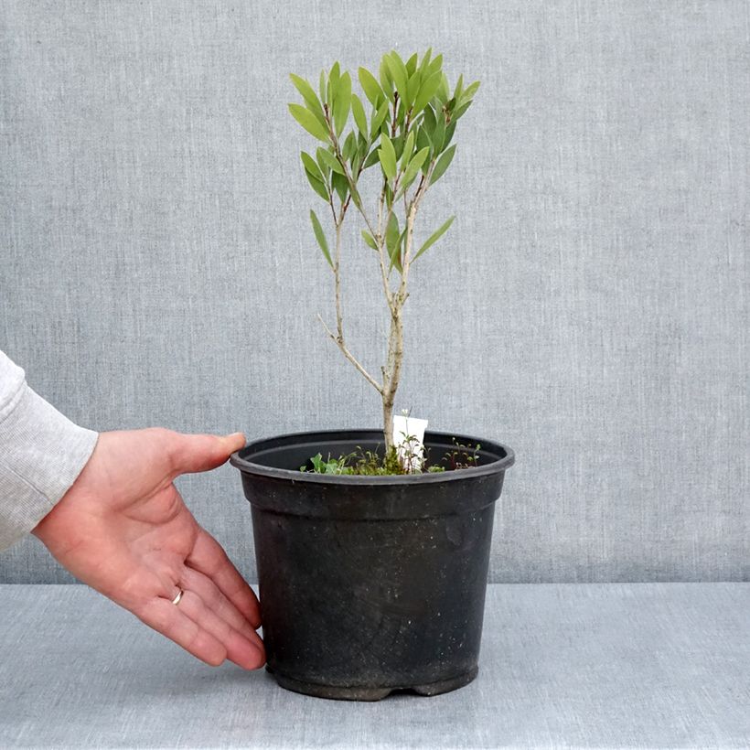 Limpiatubos llorón Inferno - Callistemon viminalis Maceta 3L/4L Ejemplar entregado en la primavera