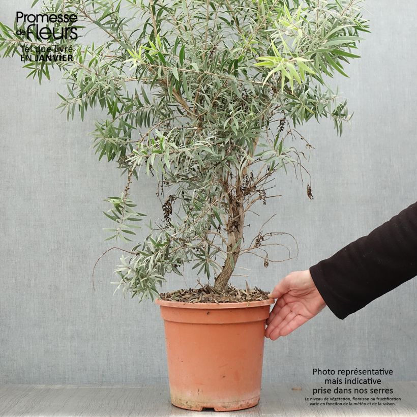 Callistemon masotti Mini Red - Limpiatubos Maceta 7,5L/10L Ejemplar entregado en invierno