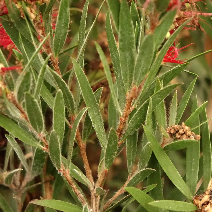Callistemon masotti Mini Red - Limpiatubos (Follaje)