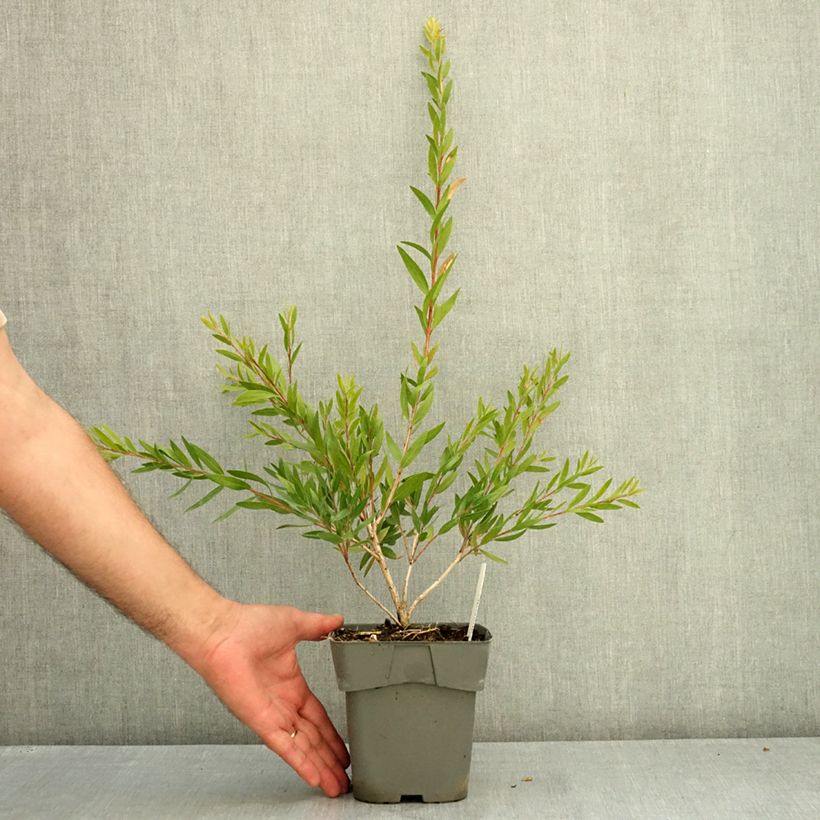 Ejemplar de Callistemon Outback Fire - Limpiatubos Maceta 2L/3L entregado en verano