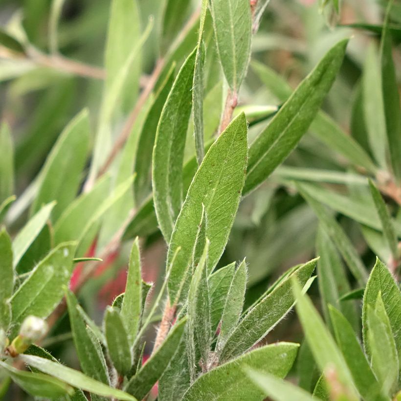 Callistemon Outback Fire - Limpiatubos (Follaje)