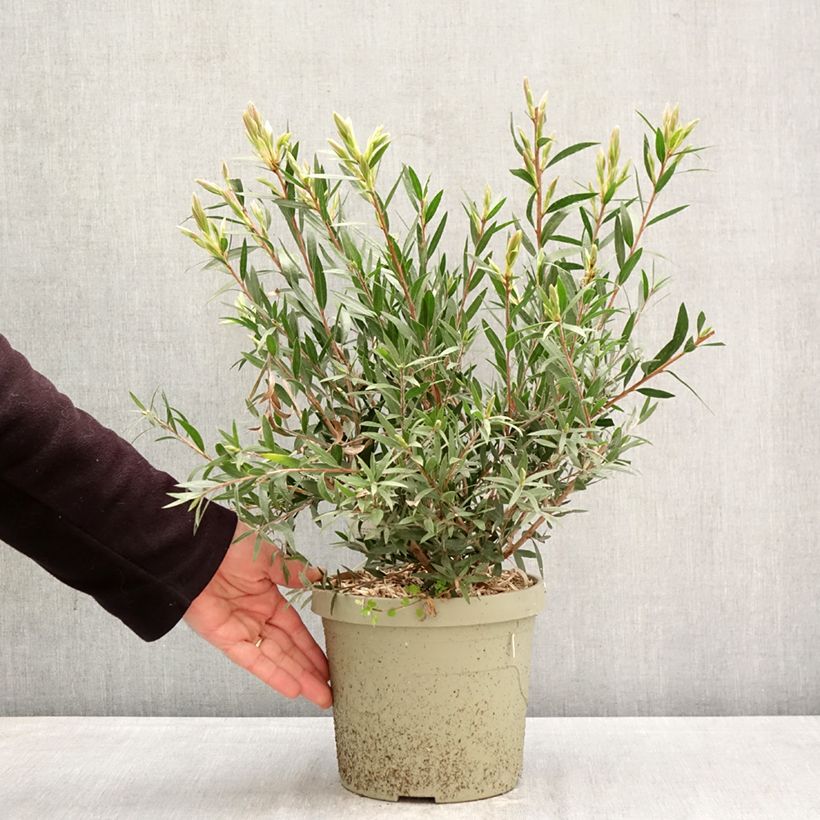 Callistemon Outback Fire - Limpiatubos Maceta 3L/4L Ejemplar entregado en la primavera