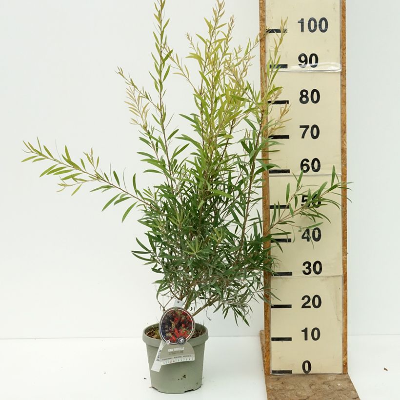 Ejemplar de Callistemon viminalis Outback Flame - Limpiatubos llorón Maceta 3L/4L entregado en verano