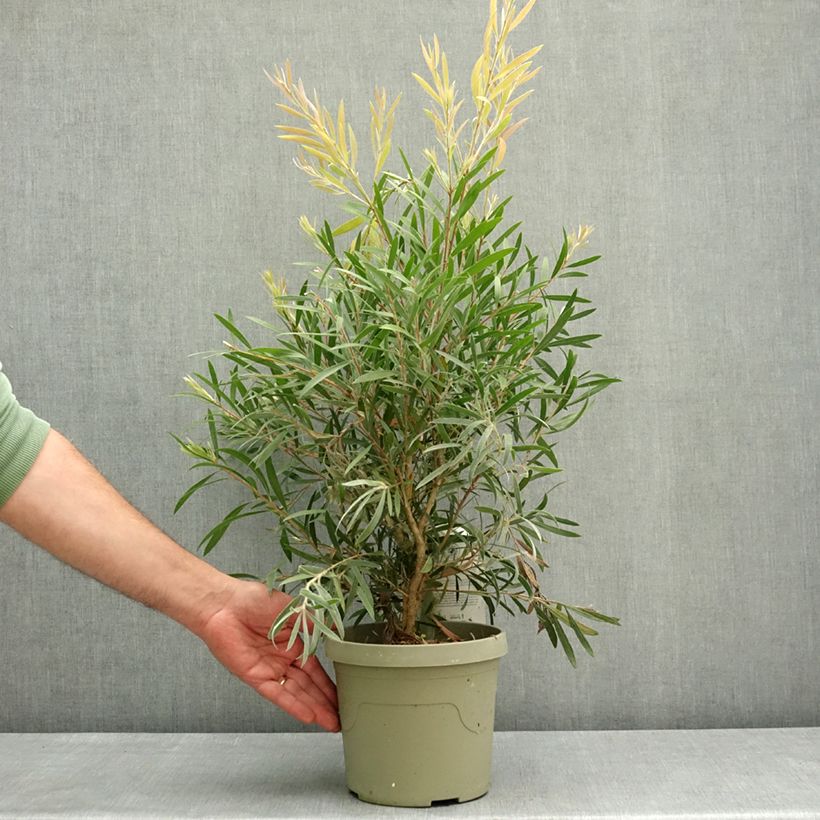Callistemon viminalis Outback Flame - Limpiatubos llorón Maceta 3L/4L Ejemplar entregado en la primavera