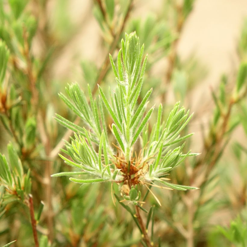 Callistemon pityoides Widdicomb Gem - Limpiatubos (Follaje)
