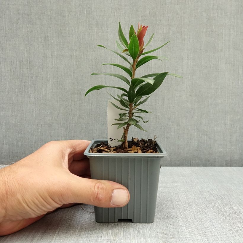 Ejemplar de Escobillón rojo Red rocket - Callistemon citrinus Maceta de 8/9 cm entregado en verano