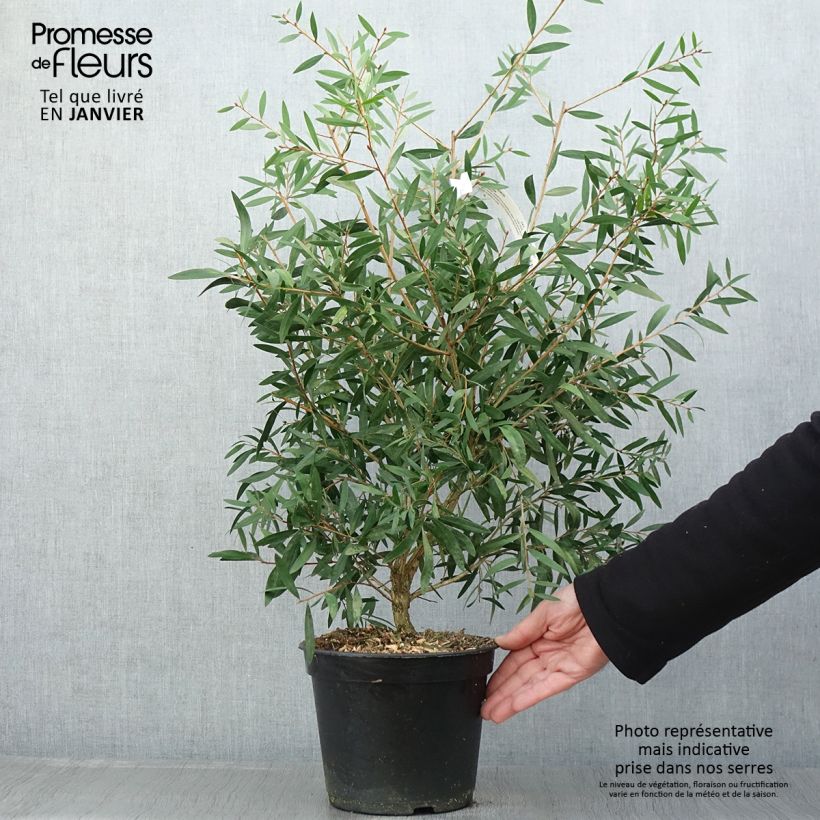 Escobillón rojo Red rocket - Callistemon citrinus Maceta 3L/4L Ejemplar entregado en invierno