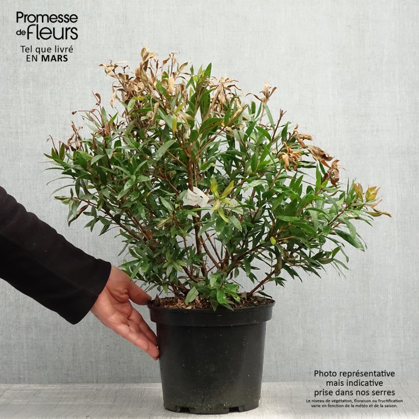 Escobillón rojo Red rocket - Callistemon citrinus Maceta 3L/4L Ejemplar entregado en la primavera