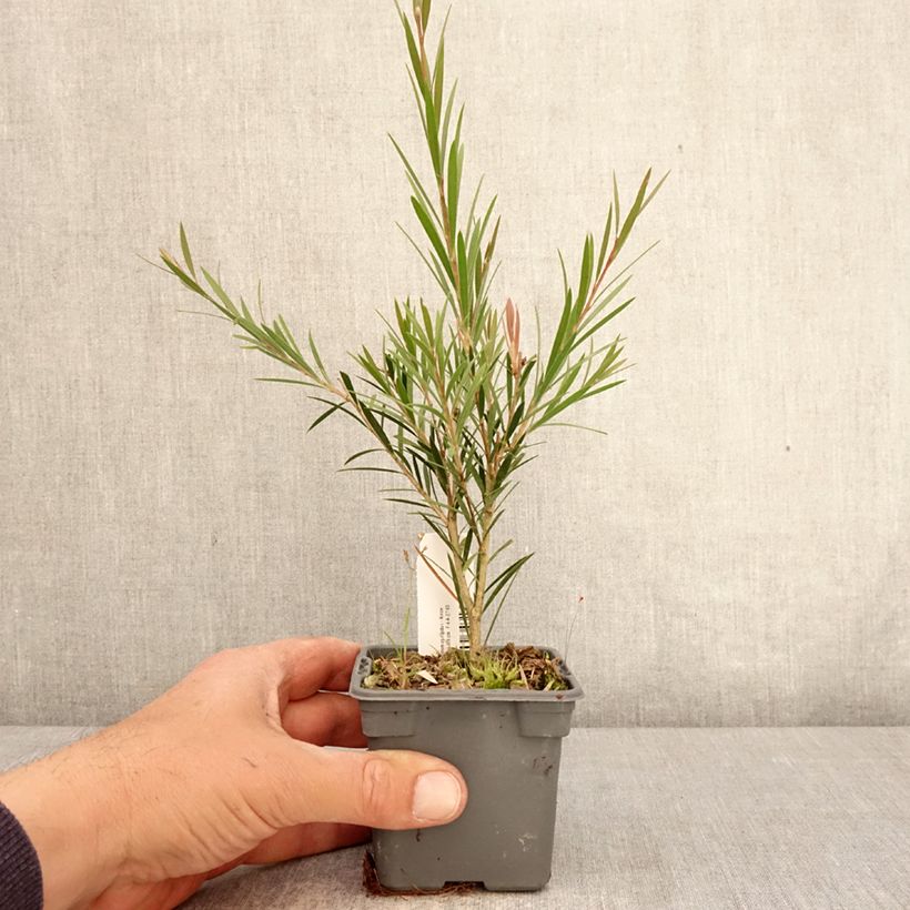 Callistemon rigidus - Limpiatubos Maceta de 8/9 cm Ejemplar entregado en la primavera
