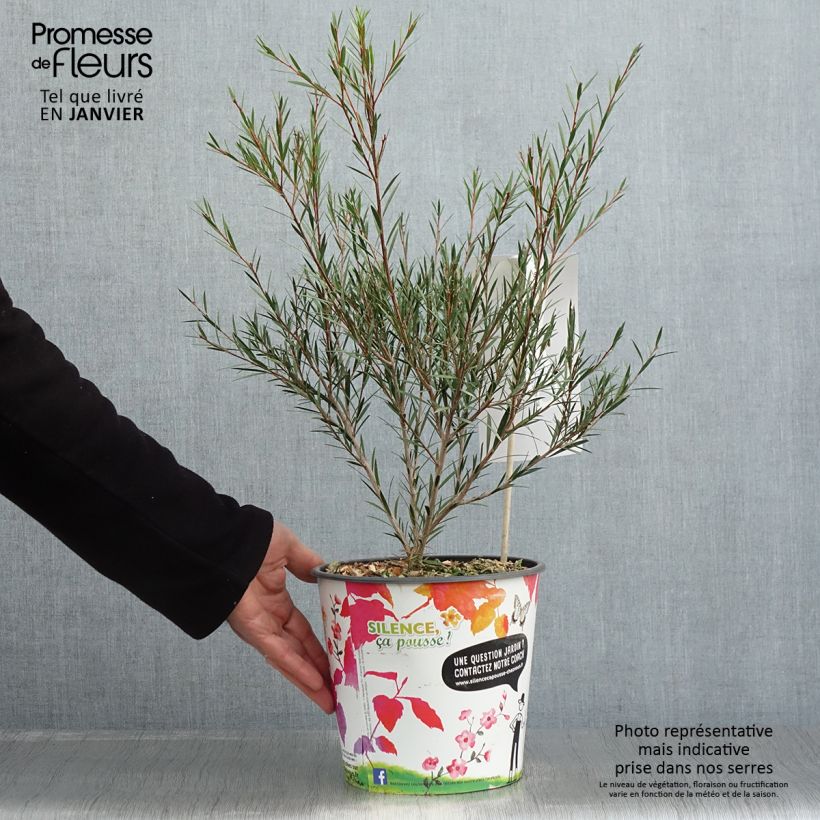 Callistemon rigidus - Limpiatubos Maceta 4L/5L Ejemplar entregado en invierno