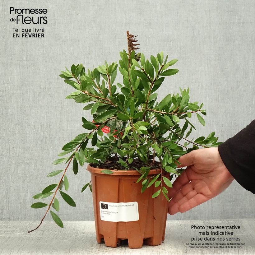 Callistemon salignus White - Limpiatubos Maceta 2L/3L Ejemplar entregado en invierno