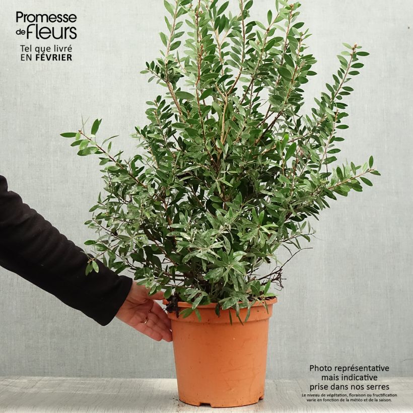 Limpiatubos llorón Bright Pink - Callistemon viminalis Maceta 7,5L/10L Ejemplar entregado en invierno