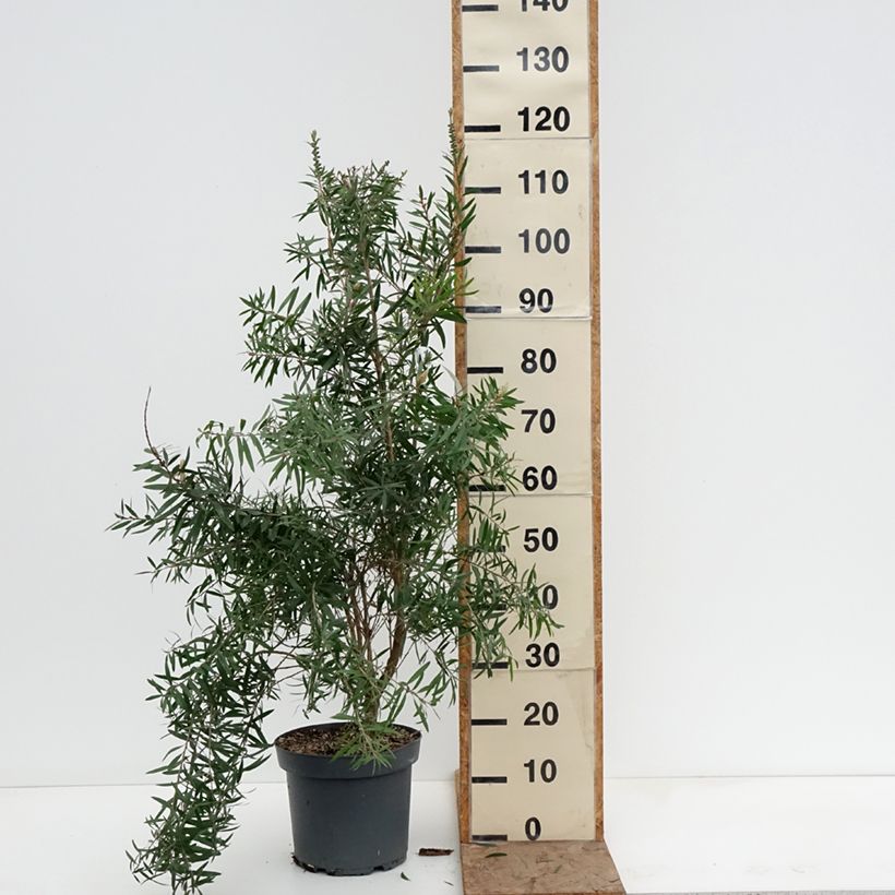 Callistemon viminalis Hannah Ray - Limpiatubos Maceta 7,5L/10L Ejemplar entregado en invierno