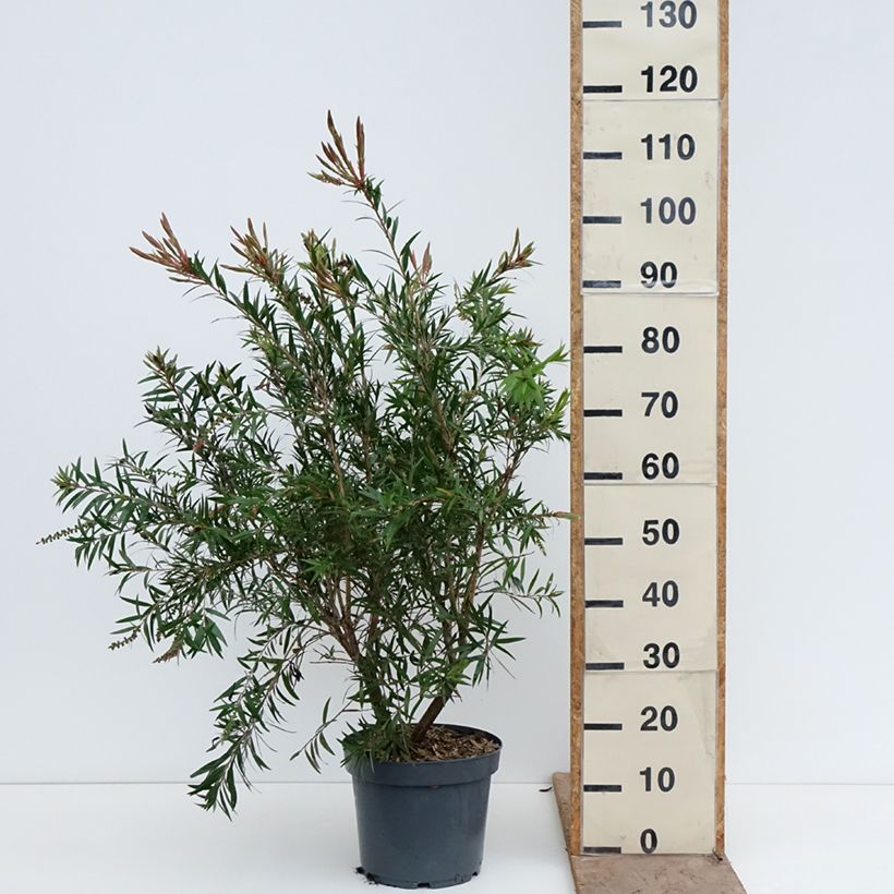 Callistemon viminalis Hannah Ray - Rince-bouteille Maceta 7,5L/10L Ejemplar entregado en la primavera