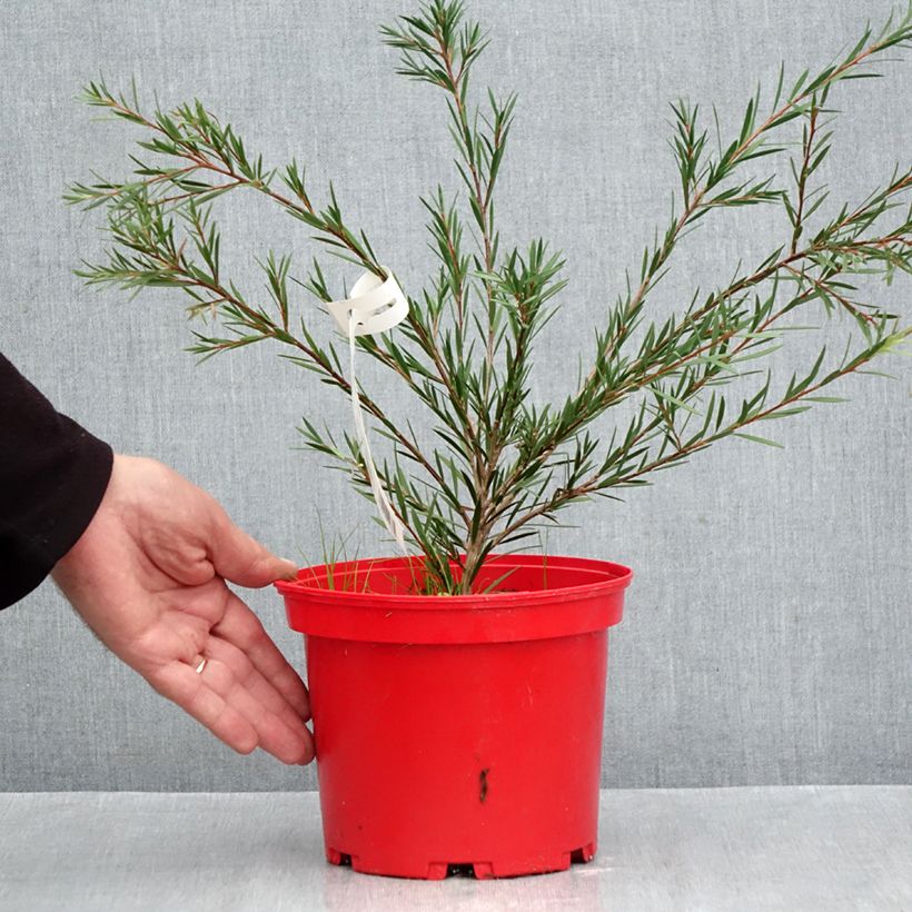 Ejemplar de Escobillón rojo  Woodlander's Hardy Maceta 3L/4L entregado en otoño