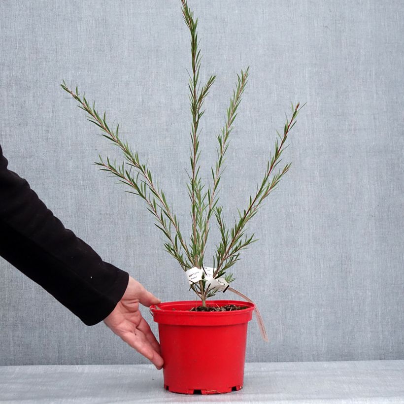 Escobillón rojo  Woodlander's Hardy Maceta 3L/4L Ejemplar entregado en invierno