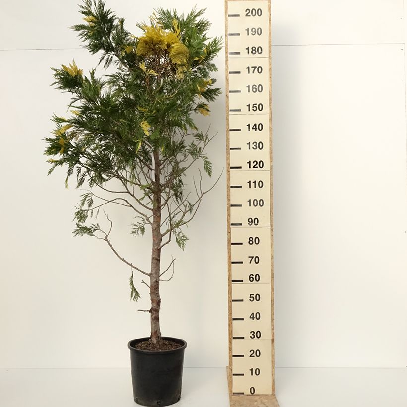 Calocedrus decurrens Aureovariegata - Libocedro Maceta 18L/20L Ejemplar entregado en invierno
